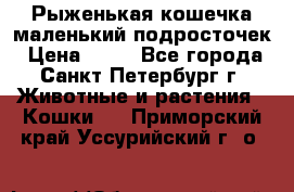 Рыженькая кошечка маленький подросточек › Цена ­ 10 - Все города, Санкт-Петербург г. Животные и растения » Кошки   . Приморский край,Уссурийский г. о. 